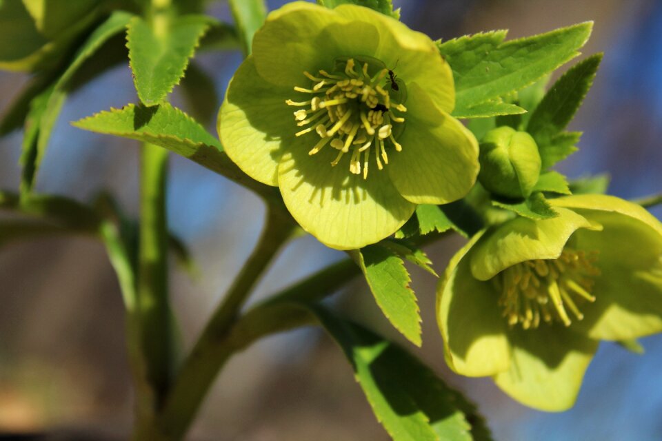 Outdoors wood flora