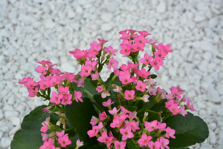 Garden pot jardiniere photo