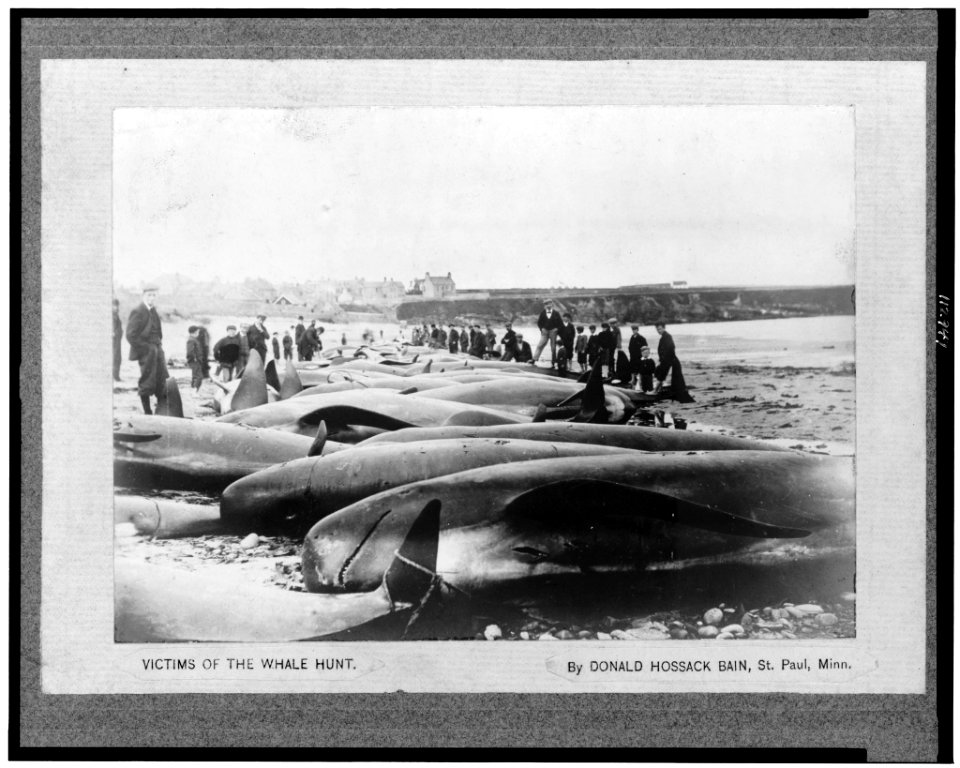 Victims of the whale hunt LCCN95502356