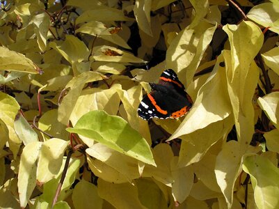 Autumn butterfly sheet