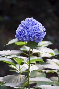 Hydrangea blue green