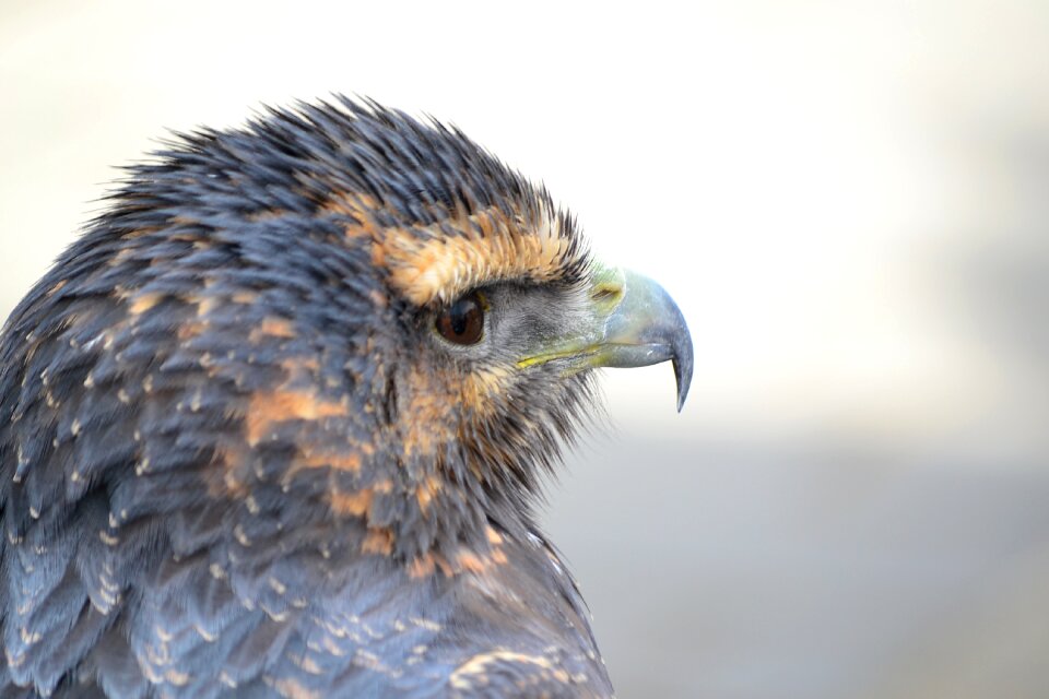 Birds of prey bird eagle