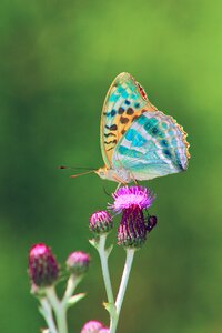 Flower fly background