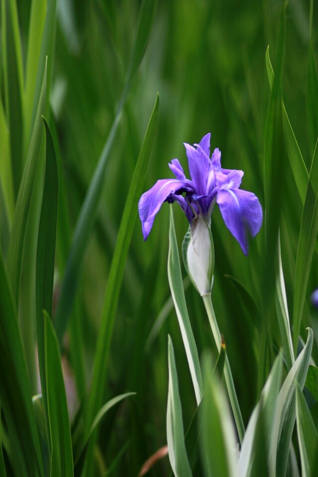 Flowers grass summer