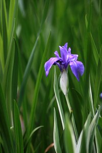 Flowers grass summer