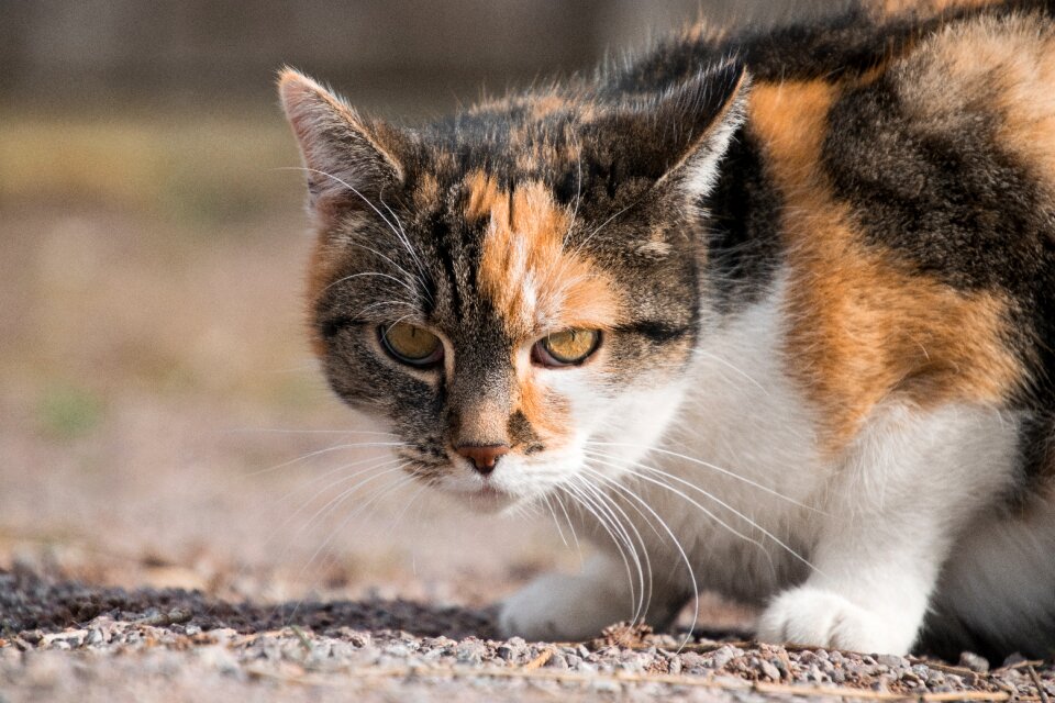 Mammal cat nature