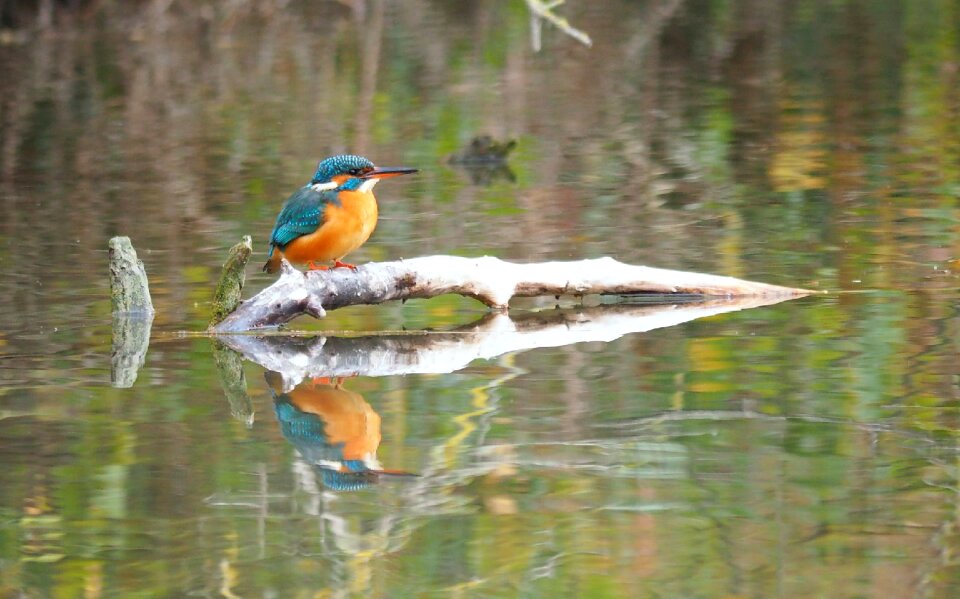 Martin pecheur nature water