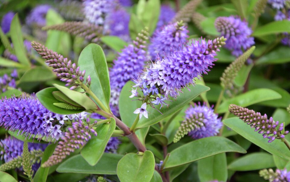 Tree butterfly buddleia plants flowering