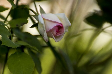 Leaf petal floral