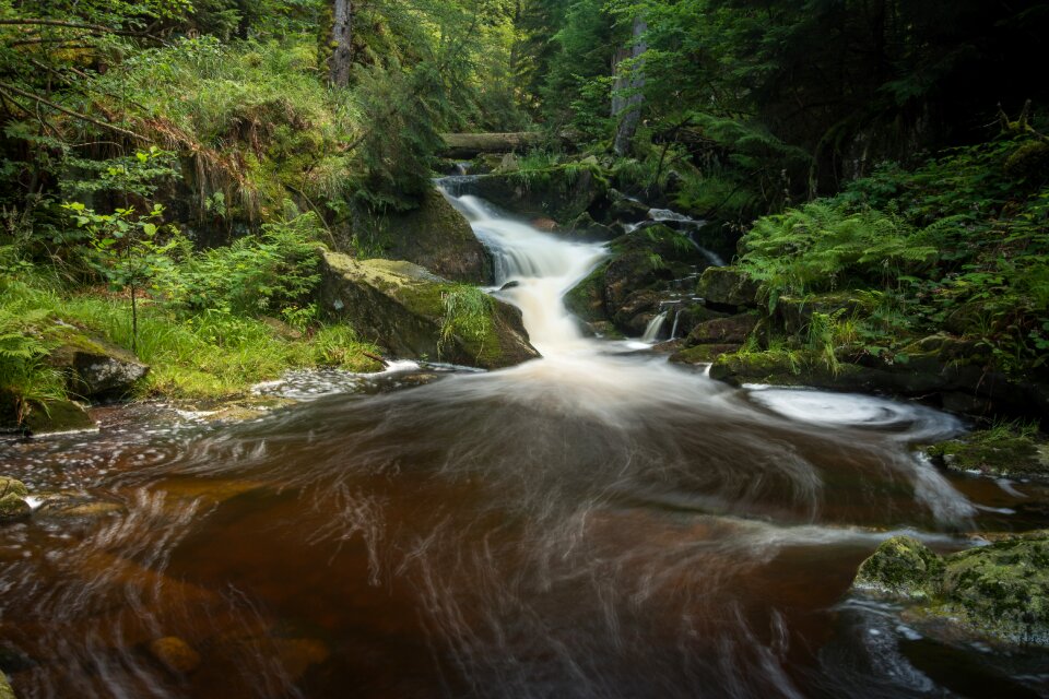 Forest nature landscape photo