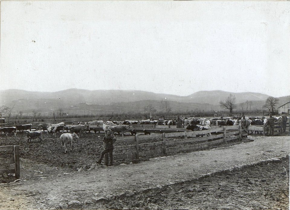 Viehlager des Schlachtviehdepot 16 in Haidenschaft. (BildID 15596447)