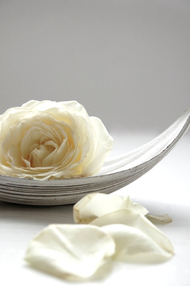 Blossom bloom white roses