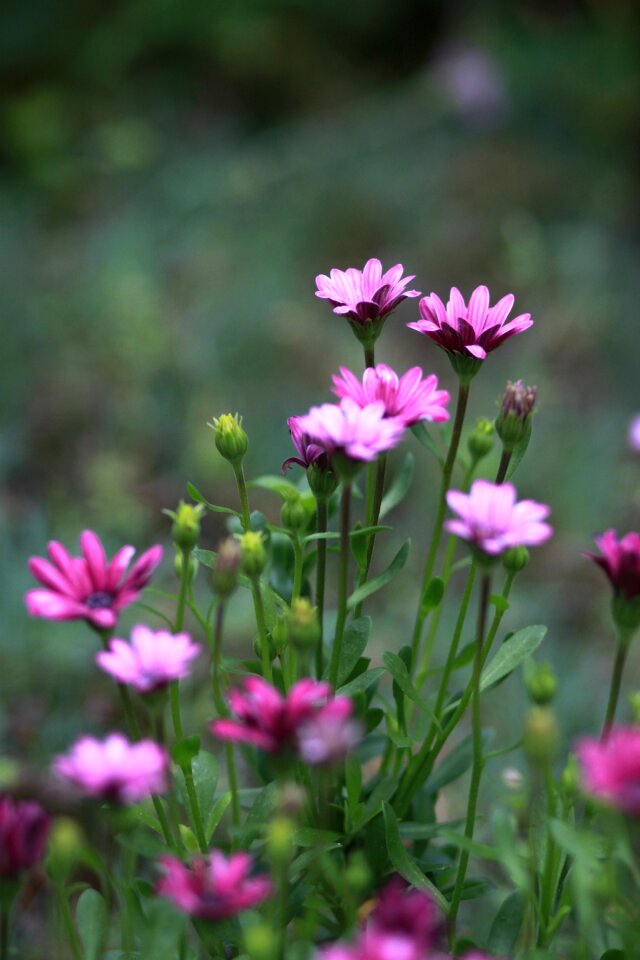 Summer garden forest