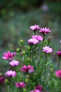 Summer garden forest photo