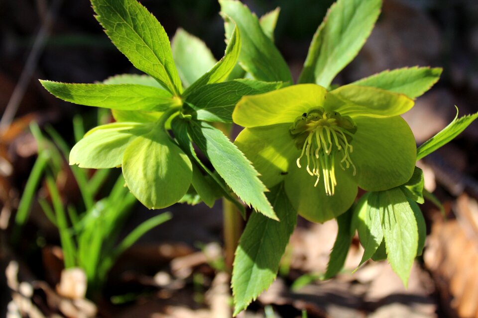 Outdoors wood flora