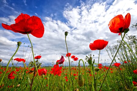 Red nature red poppy photo