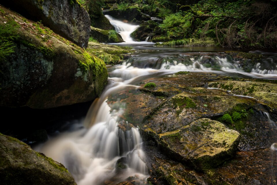 Forest nature landscape photo