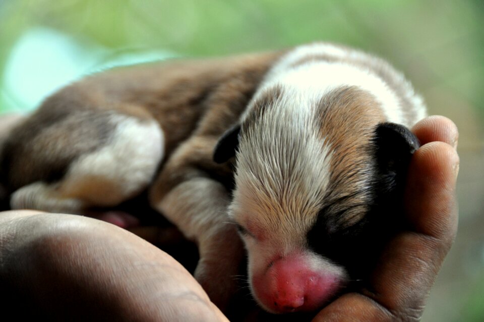 Animal little newborn
