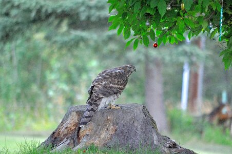 Winged wild wildlife