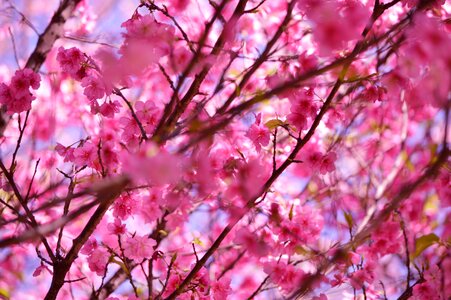 Pink stem nature