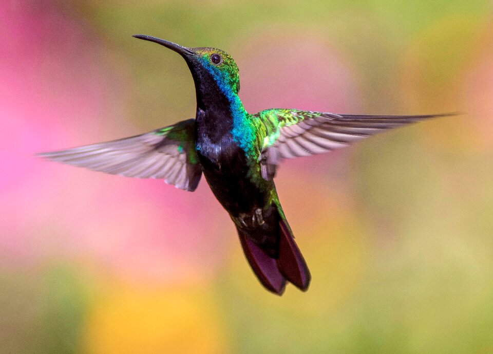 Nature fly colorful
