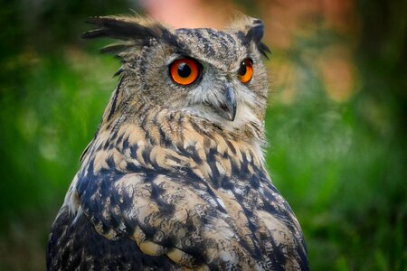 Bird of prey raptor nature photo