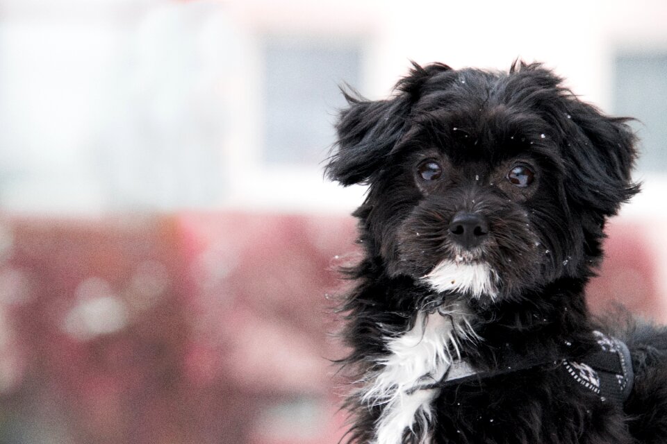 Animal pet cute