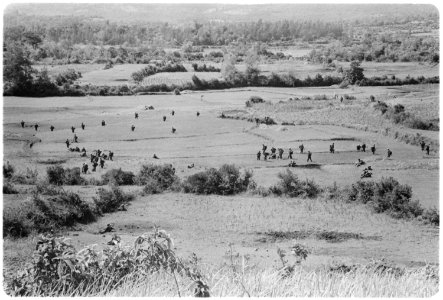 Vietnam....Members of the 2nd Battalion, 26th Marines, prepares to form an assault line on Hill 37 during Operation... - NARA - 532505