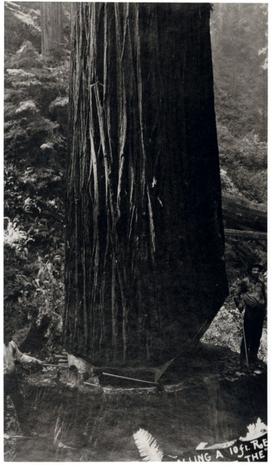 View 17. Felling redwood 2011-1500