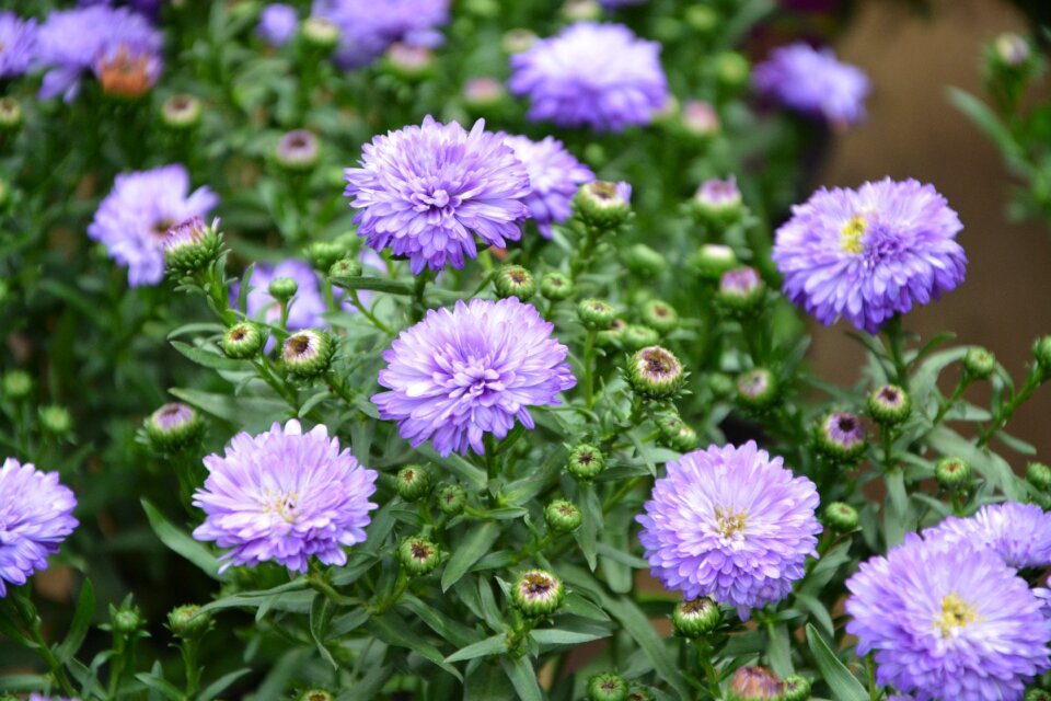 Purple flowers flowering plants flowering