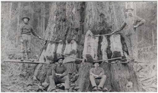 View 11. Chopping redwood 2011-1495