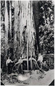 View 12. Loggers (2011-1496)