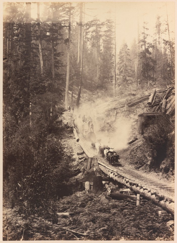 View 2. Hauling logs 2010-6972
