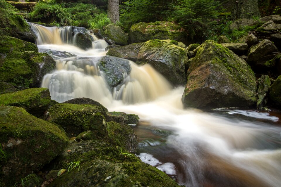 Forest nature landscape photo