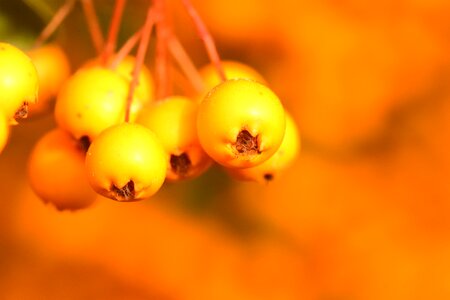 Berries autumn bush