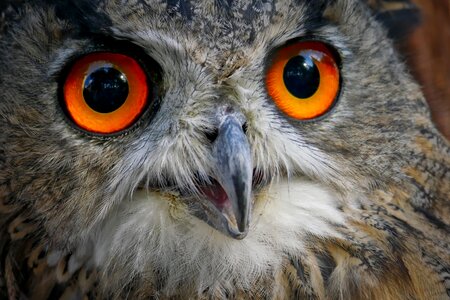 Bird feather owl photo