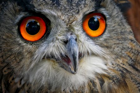Bird feather owl