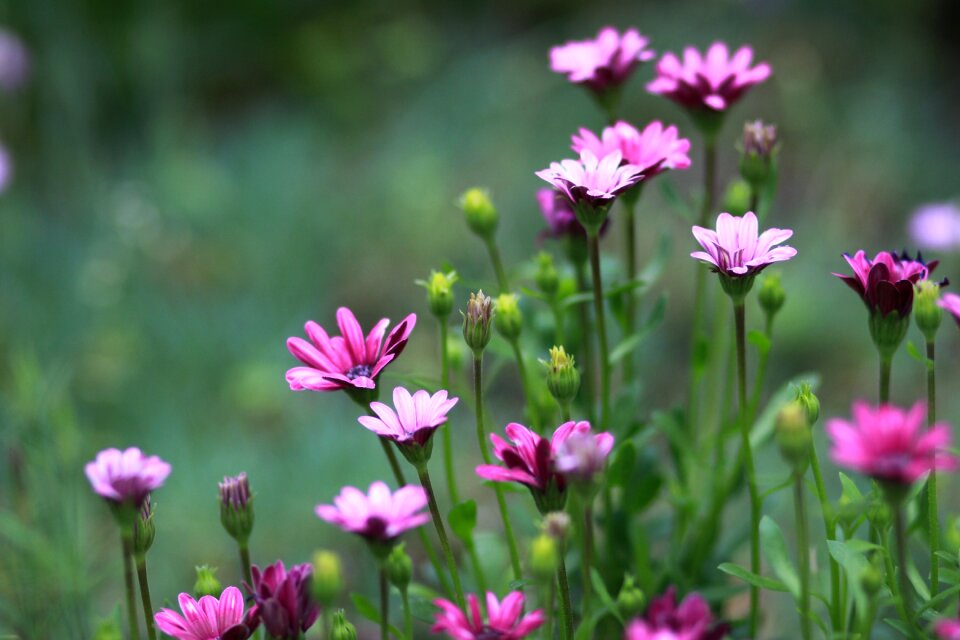 Summer garden forest