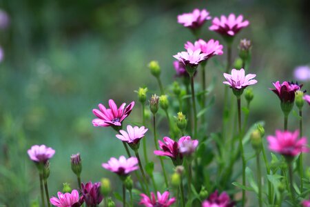 Summer garden forest photo