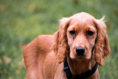 Cute dog pet