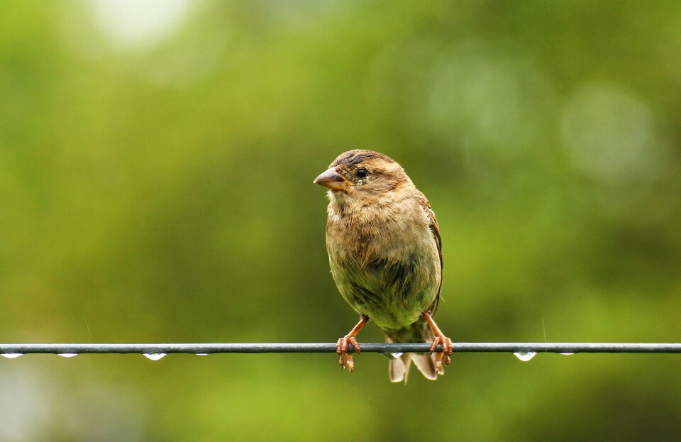 Beak animal nature