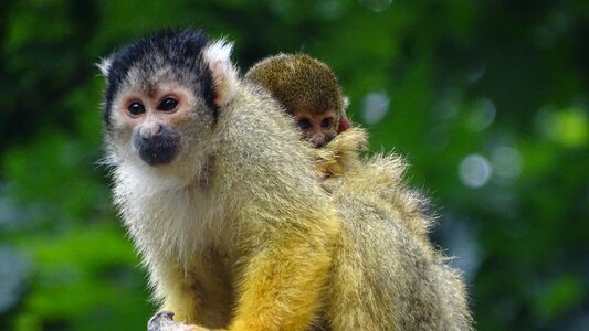 Apenheul animal cute