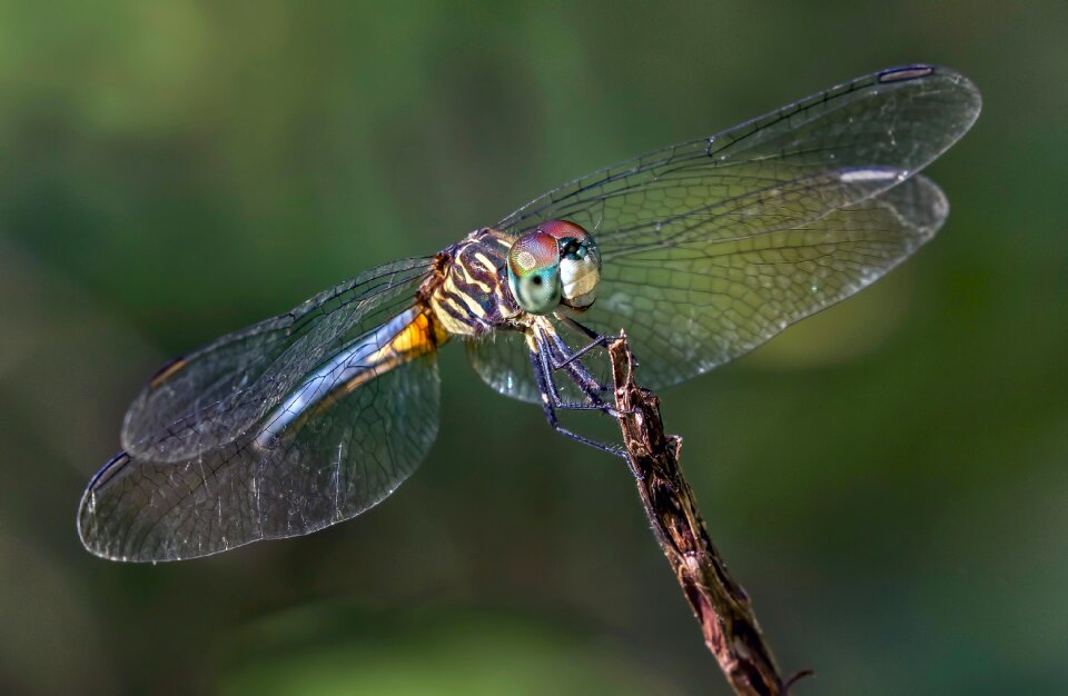 Wings nature insect