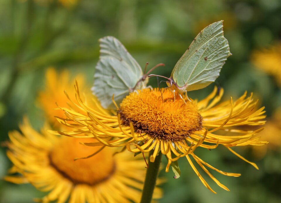 Insect elecampane summer