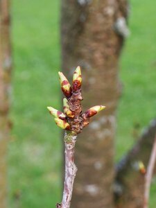 Branch spring awakening close up