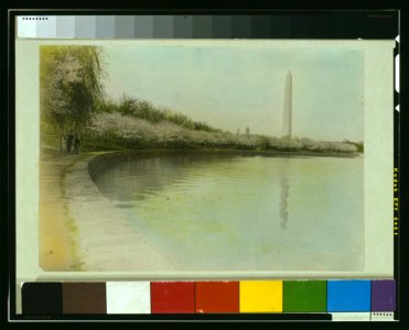 View from Tidal Basin, with cherry blossoms, and Washington Monument in background, Washington, D.C. LCCN00651371 photo