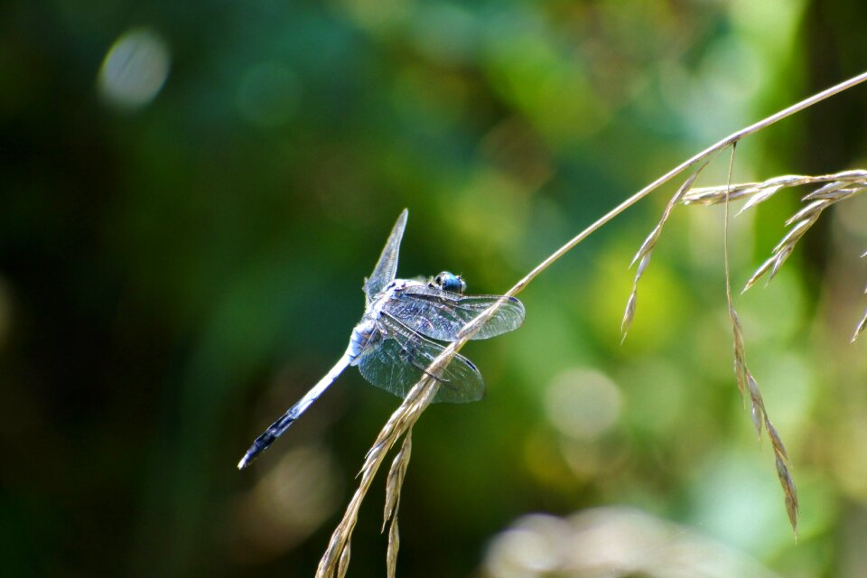 Trees and plants insect dragonfly