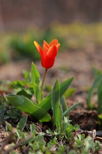 Leaf outdoors spring