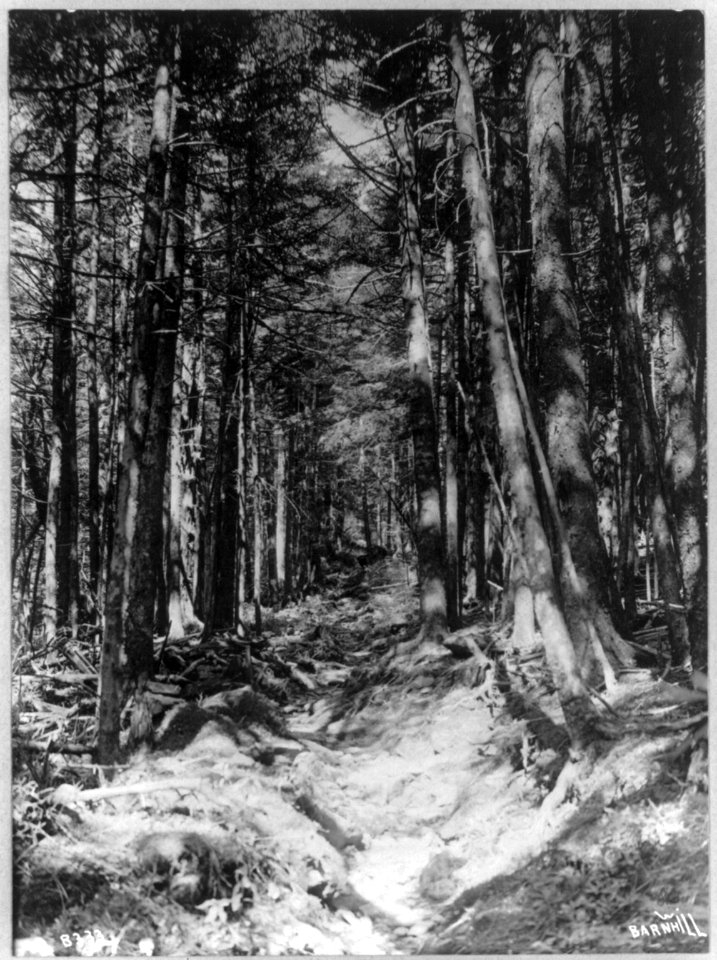 View in western North Carolina- the Old Mount Mitchell Trail LCCN2006679049