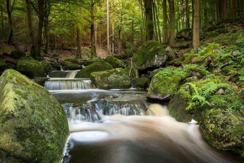 Forest nature landscape photo